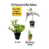 Çok Avantajlı Kokulu Ful Yasemin Çiçeği+Mor Salkım Ağacı Fidanı Buz Çiçeği Hediyeli Peyzaj Seti