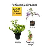 Çok Avantajlı Kokulu Ful Yasemin Çiçeği+Mor Salkım Ağacı Fidanı Buz Çiçeği Hediyeli Peyzaj Seti