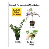 Çok Avantajlı Kokulu Katmerli Ful Yasemin Çiçeği+Mor Salkım Ağacı Fidanı Itır Çiçeği Hediyeli