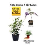 Çok Avantajlı Kokulu Yıldız Yasemin Çiçeği+Mor Salkım Ağacı Fidanı Tül Kuşkonmaz Hediyeli