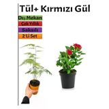 Çok Avantajlı Kuş Konmaz + Kırmızı Gül Fidanı Saksılı (15-25 Cm) Dış Mekan Bitkileri