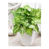 Çok Avantajlı Melek Kanadı Xl İç Mekan Bitkisi (Syngonium Podophyllum 'White Butterfly')
