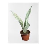 Çok Avantajlı Mini Paşa Kılıcı Sansevieria [30-40Cm ]