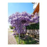 Çok Avantajlı Mor Salkım Çiçeği Fidanı Bahçe Balkon Bitkisi (30 40Cm)1 Adet Saksılı Buddleja Davidii
