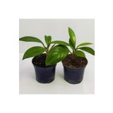 Çok Avantajlı Mum Çiçeği Fidesi Hoya Carnosa Kokulu 9Cm Saksıda 2 Adet