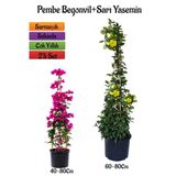 Çok Avantajlı Pembe Begonvil Çiçeği Fidanı+Sarı Yasemin Fidanı 2'li Bahçe Peyzaj Seti