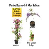 Çok Avantajlı Pembe Begonvil Çiçeği+Mor Salkım Ağacı Fidanı Buz Çiçeği Hediyeli Bahçe