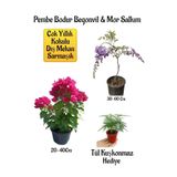 Çok Avantajlı Pembe Bodur Begonvil+Mor Salkım Ağacı Fidanı Tül Kuşkonmaz Bahçe Peyzaj Seti