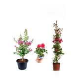 Çok Avantajlı Pembe Oya Ağacı+ Kırmızı Begonvil+ Pembe Gül Fidanı Hediyeli