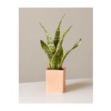 Çok Avantajlı Sansevieria Laurentii Superba Bodur Paşa Kılıcı (Kılıç Çiçeği)