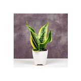 Çok Avantajlı Sansevieria Paşa Kılıcı Peygamber Kılıcı Bitkisi 20-30 Cm