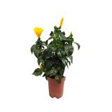Çok Avantajlı Sarı Renkli Japon Gülü (20-30Cm)1 Adet Saksılı/Tüplü Dış Mekan Bitkisi