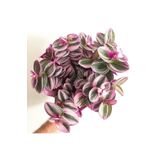 Çok Avantajlı Serada Decor&Plant Mor Telgraf Çiçeği Nanouk Zebrina Sukulent 5,5 Cm 1.Kalite