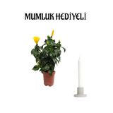 Çok Avantajlı Sevgililer Gününe Özel Sarı Renk Japon Gülü(Hibiscus Rosa) Mumluk Hediyeli