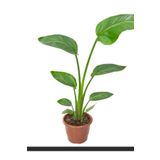 Çok Avantajlı Starliçe Cennet Kuşu Çiçeği Strelitzia Nicola Canlı Salon Bitkisi Mini