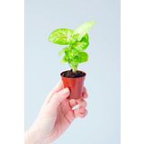 Çok Avantajlı Syngonium Mango Allusion Melek Kanadı Çiçeği Mini Ev Ofis Salon İç Mekan Bitkisi