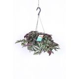 Çok Avantajlı Telgraf Çiçeği Askılı Saksı Tradescantia Zebrina Çiçeği, BTS011062025BYB155