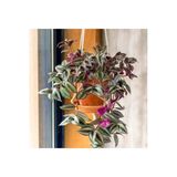 Çok Avantajlı Telgraf Çiçeği Askılı Saksı Tradescantia Zebrina Çiçeği, BTS011062025BYB227