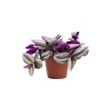 Çok Avantajlı Tradescantia Nanouk Pembe Telgraf Çiçeği Ithal 12.Cm .Büyük Boy Saksıda