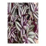 Çok Avantajlı Tradescantia Zebrina Telgraf Çiçeği Askılı Saksıda 20-40Cm