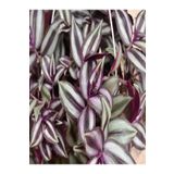 Çok Avantajlı Tradescantia Zebrina Telgraf Çiçeği Askılı Saksıda 20-40Cm