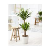 Çok Avantajlı Yuka Çiçeği Yucca 2'li Dikim İç Mekan Bitkisi 80-100Cm