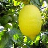 Cok Dalli Tuplu 4 Yasinda Yediveren Enter Limon Fidani (120-150 Cm)