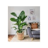 Çok Köklü Starliçe 60-80Cm Saksılı İç Mekan Çiçeği Formlu