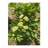 Çok Satan1 Adet Sarı Renk Dikenler Tacı Çiçeği 10-15 Cm Saksılı Euphorbia Milii