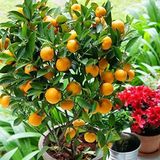 Çok Verimli 3 Yaş Tüplü Fukushi (Mandalina) Kamkat Yaş 3 Boy 120-150 cm