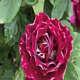 Çok Yaşlı Nadir Kokulu Clove Rose Karanfil Yediveren Sarmaşık Gül Fidanı (130-160 Cm)(