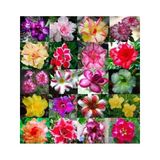 Çöl Gülü (Desert Rose/Adenium Obesum) 10 Adet Renkli Karışık Tohum - Egzotik Sukulent Bitki, Açık Alan ve Saksıda Kolay Yetişen, Yaz Dönemi Çiçek Açan