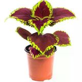 Coleus Mini Yaprak Güzeli Kolyoz Çiçeği Fidanı 10-20 Cm