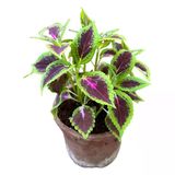 Coleus Mini Yaprak Güzeli Kolyoz Çiçeği Fidanı 10-20 Cm