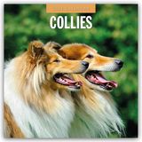 Collies – Collie 2026 – 16-Monatskalender: Original Red Robin Publishing Ltd-Kalender [Mehrsprachig] [Kalender] (Wall-Kalender)