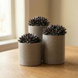 COMES - SIREN 3'lü Minimalist Dekoratif Saksı Seti (Gri)