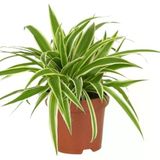 Comosum Kurdele Çiçeği Chlorophytum Comosum 10-20 cm