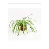 Comosum Kurdele Çiçeği Fidanı 10-20 Cm