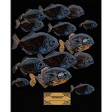 Composition Notebook: Exotic Piranha fish cover. Wide Ruled, White Paper, 120 Pages, Matte Book Cover, 7.5" x 9.25" for school, work or journaling.