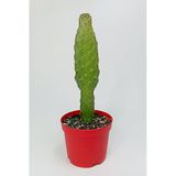 Consolea Rubescens İnce Uzun Kaktüs Özel Tür Yassı Sütun 8.5 Cm Kırmızı Saksıda