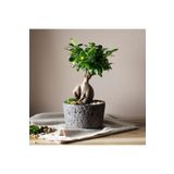 CoolConceptFlower Ficus Masa Bonsai