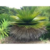 Copernicia Macroglossa Palmiye Tohum 2 Adet Tohum (Tayland'dan İthal)