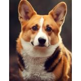 Corgi sketchbook