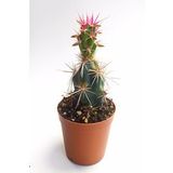 Corynopuntia Invicta Nadide Tür Kaktüs Tekli Kaktüs 5.5 cm Saksıda Özel Kaktüs