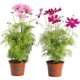 Cosmos Çiçeği Tohumu Ekim Seti 5 Tohum Çiçek Tohumu +Saksı+Toprak