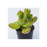 Cotyledon Tomentosa Sukulent Bitki (Ayı Pençesi), SRD1322025BYB278