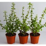 Crassula Bonsai Porticulara Afra Yesim Ağacı Şans Bitkisi Sukulent 8.cm Saksıda