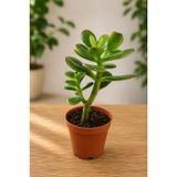 Crassula Feng Shui Para Ağacı Fidanı 10-20 cm | İç Mekan Bitkisi, Saksıda Hazır, Kolay Bakım, Dekoratif Succulent, Şans Bitkisi