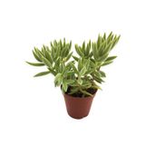 CRASSULA MESEMBRYANTHEMOİDES SUKULENT 5,5 CM SAKSIDA