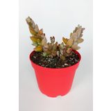 Crassula Moonglow Hybrid Fildişi Kule Nadir Sukulent